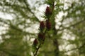 Signs of spring. Blooming chic=shki on larch in early spring. gymnosperms conifers Royalty Free Stock Photo