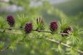 Signs of spring. Blooming chic=shki on larch in early spring. gymnosperms conifers Royalty Free Stock Photo