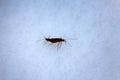 Signs of spring. Cold-blooded Caddis travels on snow. Macro