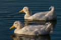 Pair of drake male white large Pekin ducks swimming on a calm still lake at sunset Royalty Free Stock Photo