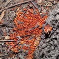 Signs of tree damage by pests. Brown dust pours out from the bark