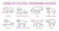 Signs of xylitol poisoning in dogs. Editable vector illustration