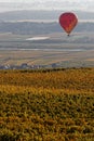 An hot air balloon flies over the vineyards