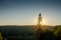 Sigulda 2021, single pine view on landscape sunset light