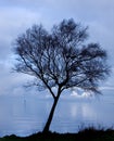 Sihlouette of a tree by a lake at dusk Royalty Free Stock Photo