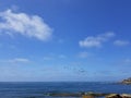 Pacific Coast Highway Beach Scene - Pelican Flock