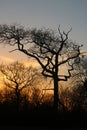 Sihouette of tree skeleton, sunset colored sky