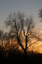 Sihouette of tree skeleton, sunset colored sky