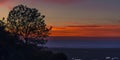 Sihouette of trees at sunset in San Elijo Lagoon