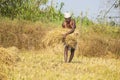 Farmer is collecting rice stack in the field.