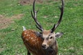 Sika Deer Buck eyeing camera