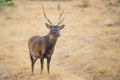 Sika Buck