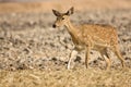 Sika Deer