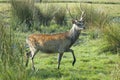 Sika Deer