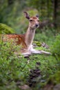 Sika deer Royalty Free Stock Photo