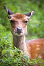 Sika deer Royalty Free Stock Photo