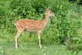 Sika deer