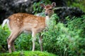 Sika deer