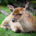 Sika deer Royalty Free Stock Photo