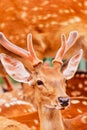 Sika deer Royalty Free Stock Photo