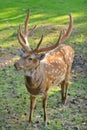 Sika deer