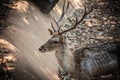 Closeup Sika Deer`s head in a zoo