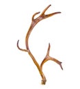 Sika deer antler isolated on the white Royalty Free Stock Photo