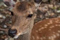 Sika deer, a beautiful specimen freely roaming in Nara Park, Japan