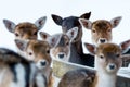 Sika deer with blurry backgound in wild nature of forrest in win