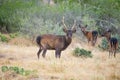 Sika Deer Buck