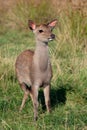 Sika Deer Calf, Cervus Nippon