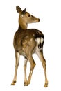 Sika Deer, Cervus nippon Royalty Free Stock Photo