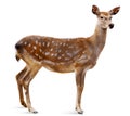 Sika Deer, Cervus nippon