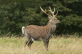 Sika Deer (Cervus nippon) Royalty Free Stock Photo