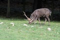 The sika deer Cervus nippon also known as the spotted deer or the Japanese deer, adult male graze on the forest edge Royalty Free Stock Photo