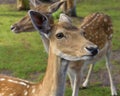 Sika deer, Cervus nippon also known as the spotted deer or the Japanese deer. Close up Royalty Free Stock Photo