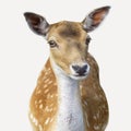 Sika deer Cervus nippon also known as the spotted deer or the Japanese deer. Isolated Royalty Free Stock Photo