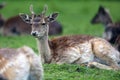 The sika deer Cervus nippon also known as the spotted deer or the Japanese deer, a young male lying on the green grass Royalty Free Stock Photo