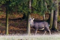 Sika deer - Cervus nippon