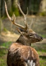 Sika deer Cervus nippon or japanese spotted deer male Royalty Free Stock Photo