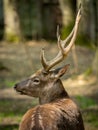 Sika deer Cervus nippon or japanese spotted deer male Royalty Free Stock Photo