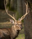 Sika deer Cervus nippon or japanese spotted deer male Royalty Free Stock Photo