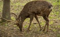 Sika deer Cervus nippon or japanese spotted deer male Royalty Free Stock Photo