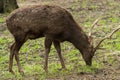 Sika deer Cervus nippon or japanese spotted deer male Royalty Free Stock Photo