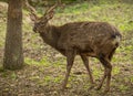 Sika deer Cervus nippon or japanese spotted deer male Royalty Free Stock Photo
