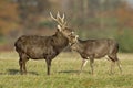 Sika deer, Cervus nippon Royalty Free Stock Photo