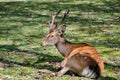 Sika Deer (Cervus nippon)  at Miyajima (Itsukushima) island Royalty Free Stock Photo