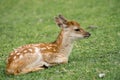 Sika Deer (Cervus nippon)  at Nara Royalty Free Stock Photo