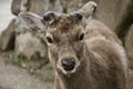 Sika Deer Cervus nippon in Nara Park, Nara, Honshu Island, Japan Royalty Free Stock Photo