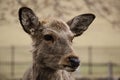 Sika Deer Cervus nippon in Nara Park, Nara, Honshu Island, Japan Royalty Free Stock Photo